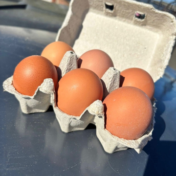 Fresh Local Farm Eggs (6 Pack)