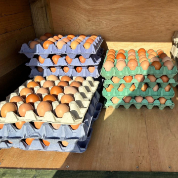 Fresh Local Farm Eggs (12 Pack)